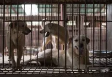 des-chiens