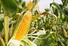 mais-agriculture