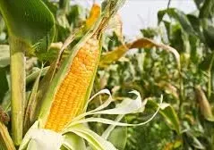 mais-agriculture