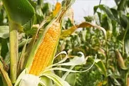 mais-agriculture