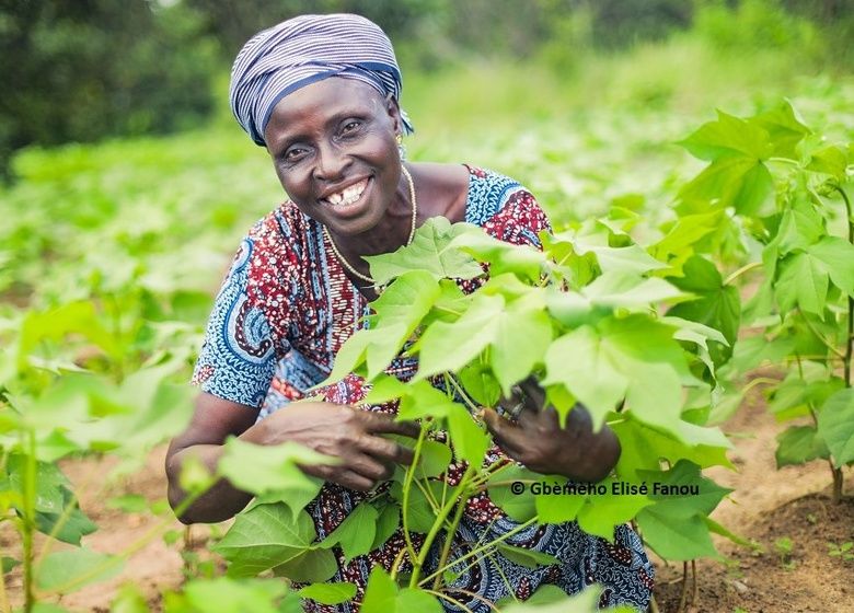 Alougba, une productrice de coton bio dans on champ à Aklampa, septembre 2023